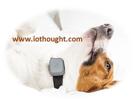 whistle-pet-tracking-contact